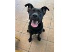 Adopt Emery a Labrador Retriever / Mixed dog in Marion, OH (40663202)