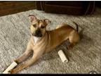 Adopt Rocky a Red/Golden/Orange/Chestnut Boxer / Mixed dog in Creston