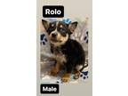 Adopt Rolo a Tricolor (Tan/Brown & Black & White) Australian Cattle Dog / Husky