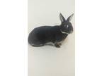 Adopt Chatenay a Black Silver Marten / Mixed (short coat) rabbit in lake