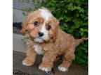 Cavapoo Puppy for sale in Celina, OH, USA