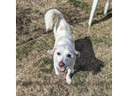 Adopt Whiskey a White Terrier (Unknown Type, Medium) / Mixed Breed (Medium) /