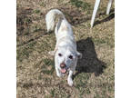 Adopt Whiskey a White Terrier (Unknown Type, Small) / Mixed dog in Mountain