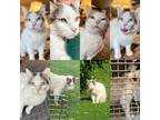 Adopt Pozole a White Domestic Shorthair (short coat) cat in Elkland