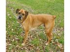 Adopt Beau a Tan/Yellow/Fawn - with White Boxer / German Shepherd Dog / Mixed