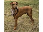 Adopt Arthur a Tan/Yellow/Fawn - with Black Doberman Pinscher / Mixed dog in