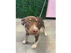 Adopt Mocha a Brown/Chocolate Siberian Husky / Mixed dog in El Paso