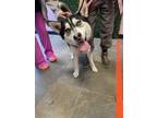 Adopt 55382605 a Black Husky / Mixed dog in El Paso, TX (40825867)