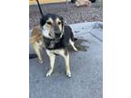 Adopt 55382588 a Black German Shepherd Dog / Mixed dog in El Paso, TX (40825866)