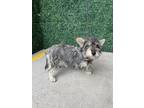 Adopt 55381651 a Gray/Blue/Silver/Salt & Pepper Border Terrier / Mixed dog in El