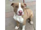 Adopt 55381601 a Tan/Yellow/Fawn American Pit Bull Terrier / Mixed dog in El