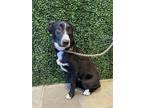 Adopt 54945401 a Black Border Terrier / Mixed dog in El Paso, TX (40824258)