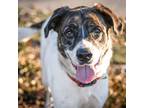 Adopt Maya a White Border Terrier / Mixed dog in Merriam, KS (40626028)