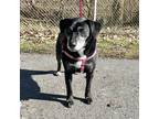 Adopt Darla a Black Retriever (Unknown Type) / Mixed dog in Leitchfield