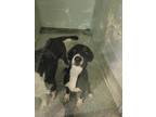 Adopt Panic a Black Mixed Breed (Large) / Mixed dog in Joshua, TX (40825731)