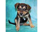 Adopt Meni K84 2-8-24 a Black Australian Shepherd / Mixed dog in San Angelo