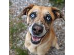 Adopt Josset a Brindle Catahoula Leopard Dog / Mixed dog in Mountain Center