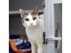 Adopt Lucas a White Domestic Shorthair / Domestic Shorthair / Mixed cat in