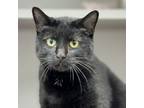 Adopt Twilight a All Black Domestic Shorthair / Domestic Shorthair / Mixed cat
