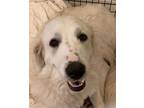 Adopt Molly a White Great Pyrenees / Mixed (short coat) dog in Aurora