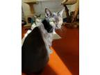 Adopt Jenson (Jetty) (Cocoa Adoption Center) a All Black Domestic Shorthair /