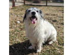 Adopt Henri a White Terrier (Unknown Type, Small) / Mixed dog in Mountain