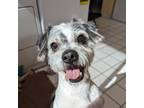 Adopt Stretch a White Terrier (Unknown Type, Small) / Mixed dog in Mountain