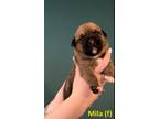 Adopt Mila a Tan/Yellow/Fawn - with Black Sheppit / Mixed dog in Wichita