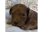 Goldendoodle Puppy for sale in Washington, MO, USA