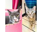 Adopt Halo & Mayo a Domestic Shorthair / Mixed (short coat) cat in Brooklyn