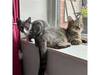 Adopt Halo & Mayo a Domestic Shorthair / Mixed (short coat) cat in Brooklyn
