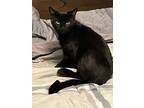 Adopt Comet a All Black Domestic Shorthair / Mixed (short coat) cat in O'Fallon