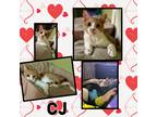Adopt CJ a Orange or Red Tabby Domestic Shorthair (short coat) cat in Tri State