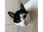 Adopt Zadie - A Petite Little Beauty a Black & White or Tuxedo Domestic