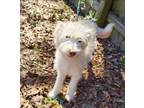 Adopt Ciri a White - with Red, Golden, Orange or Chestnut Poodle (Standard) /