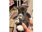 Adopt Kira a Black & White or Tuxedo Domestic Mediumhair (medium coat) cat in