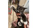 Adopt Kiran a Black & White or Tuxedo Domestic Mediumhair (medium coat) cat in