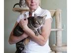 Adopt Fibonacci a Brown Tabby Domestic Shorthair (short coat) cat in Palm Beach