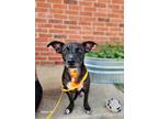 Adopt Eliza Everly a Black - with White Boston Terrier / Beagle / Mixed dog in