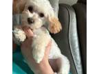 Poodle (Toy) Puppy for sale in New Prague, MN, USA