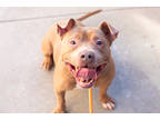 Adopt Emancio- IN FOSTER a Red/Golden/Orange/Chestnut Mixed Breed (Small) /