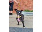 Adopt Eden Everly a Black - with White Boston Terrier / Beagle / Mixed dog in