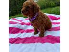 Poodle (Toy) Puppy for sale in Richmond, VA, USA