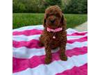 Poodle (Toy) Puppy for sale in Richmond, VA, USA