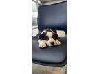 Adopt Papaya a Black Australian Cattle Dog / Husky / Mixed dog in Fort Worth
