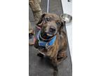 Adopt Storm a Brindle Mixed Breed (Large) / Mixed dog in Savannah, TN (40751140)