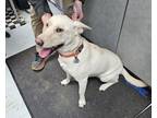 Adopt Blizzard a Tan/Yellow/Fawn Mixed Breed (Large) / Mixed dog in Savannah