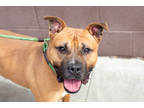 Adopt Thunderbolt a Brown/Chocolate Mixed Breed (Small) / Mixed Breed (Medium) /