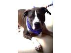 Adopt 24-085D Freon a Black American Pit Bull Terrier / Mixed Breed (Medium) /