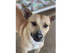 Adopt Toby Keith a Tan/Yellow/Fawn American Staffordshire Terrier / Mixed dog in
